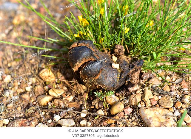 Bohemian truffle or dead man's foot (Pisolithus tinctorius or Pisolithus arhizus) is a spherical fungus. This photo was taken in Arribes del Duero Natural Park
