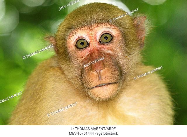 Assamese Macaque (Macaca assamensis)