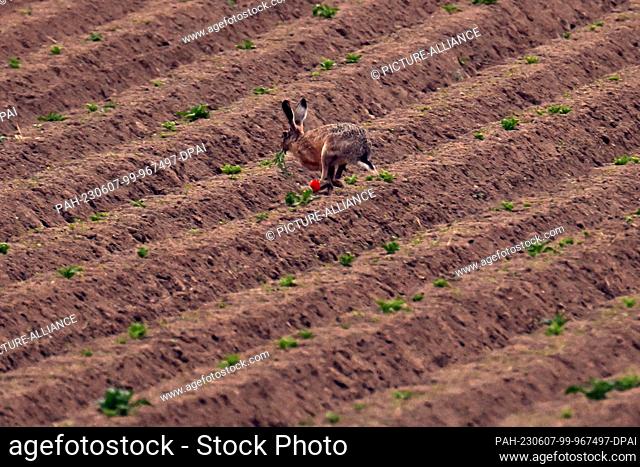 07 June 2023, North Rhine-Westphalia, Pulheim: A hare runs across a field. Now it's getting really warm: A few weeks before the start of the summer vacations