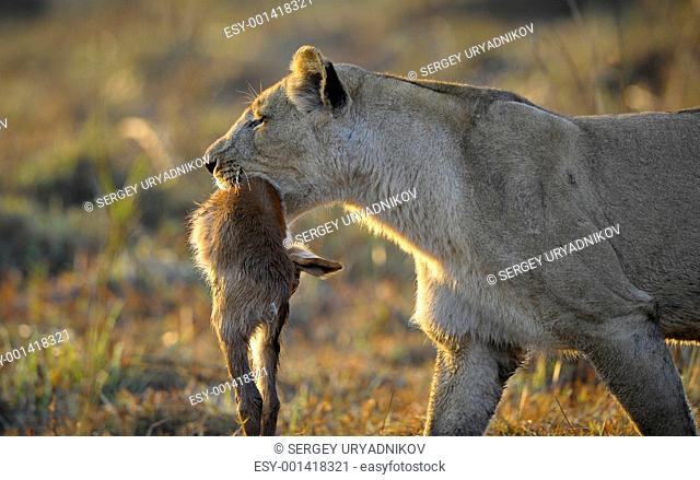 Lioness with prey
