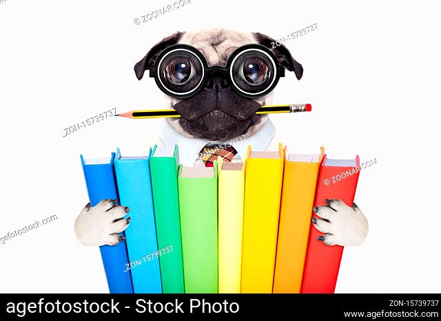 cool school pug dog, with stack of books and pencil in mouth , isolated on white background