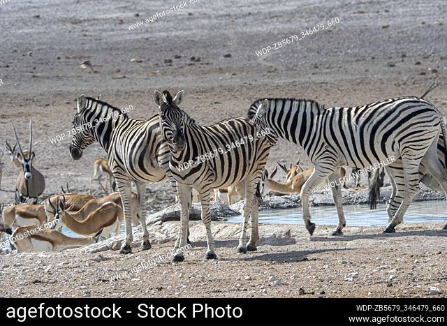 Common zebras (Equus quagga, formerly Equus burchellii) and Springboks (Antidorcas marsupialis) at a waterhole in Etosha National Park in northwestern Namibia