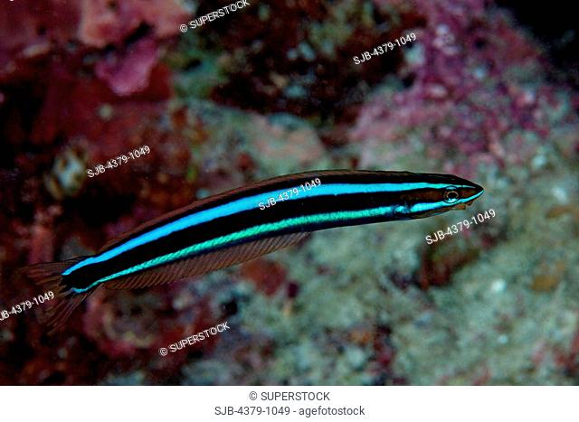 Bluestriped Fangblenny, Plagiotremus rhinorhynchos, The Maldives