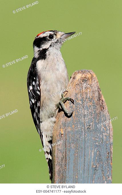 Downy Woodpecker Picoides pubescens