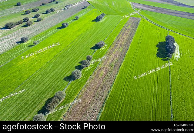 Drone view landscape of cereal fields and holm oaks, Community of Madrid, Spain, Europe