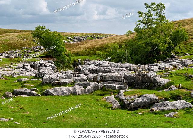 Outcrops of limestone showing typical erosion patterns of grykes and clints on flanks of hill, Ingleborough, Yorkshire Dales N.P