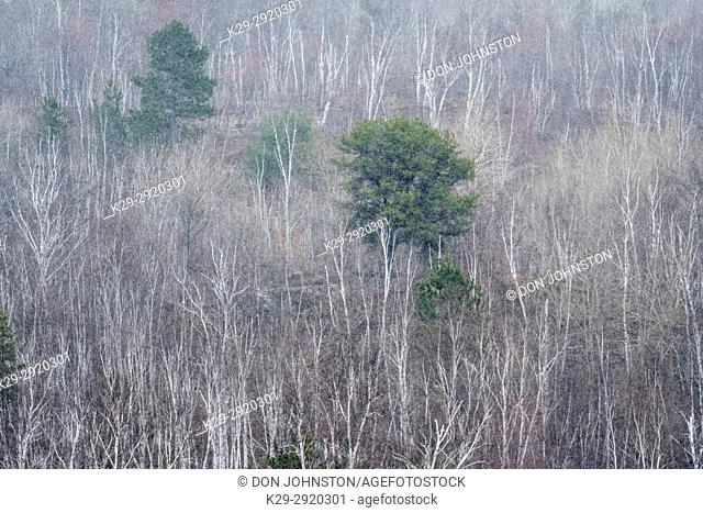 Hillside of birch, pine and aspen in spring snowstorm, Greater Sudbury, Ontario, Canada