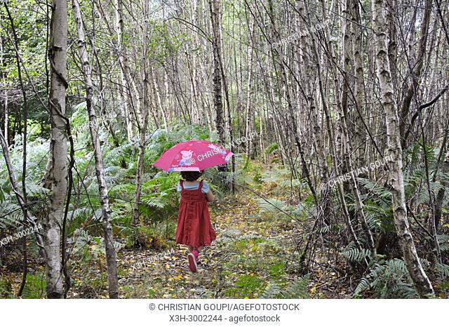 little girl in birch trees, Forest of Rambouillet, Haute Vallee de Chevreuse Regional Natural Park, Department of Yvelines, Ile de France Region, France, Europe