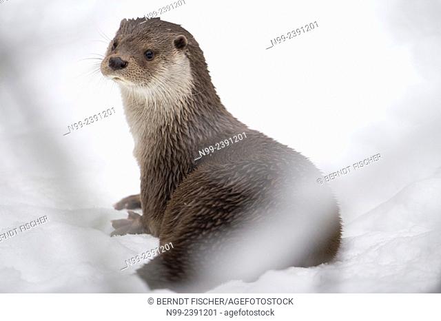 Otter (Lutra lutra), sitting in snow, National Park Bayerischer Wald, Bavaria, Germany