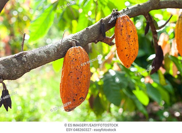 Trinitario cocoa (Theobroma cacao) pods on Sumatra, Indonesia