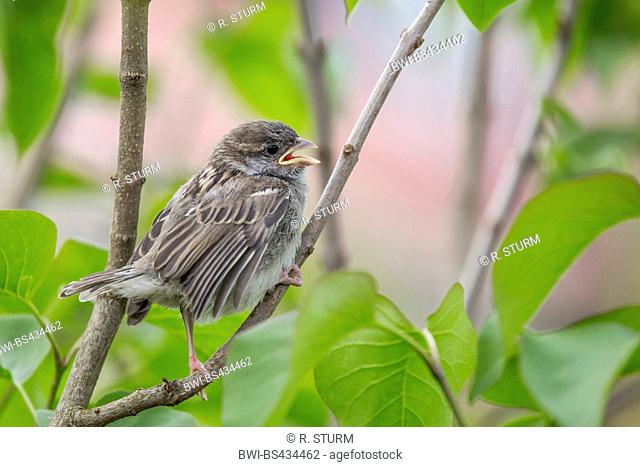 house sparrow (Passer domesticus), young bird calling for its mother after the fly out, Germany, Bavaria, Niederbayern, Lower Bavaria