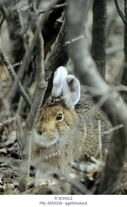 Snowshoe Hares Lepus americanus sitting in undergrowth, Denali National Park, USA