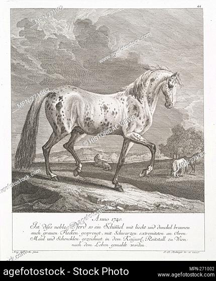 Anno 1740. Is this noble horse such a Schimel with light and dark roar also blasted gray spots, with black extremities on the ears of the mouth and Schencklen...