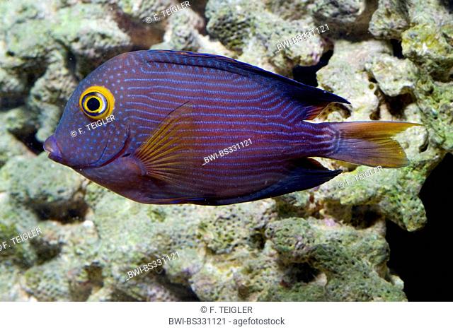 blue-striped surgeon fish, Kole Tang, Spotted surgeonfish (Ctenochaetus strigosus), swimming at the reef