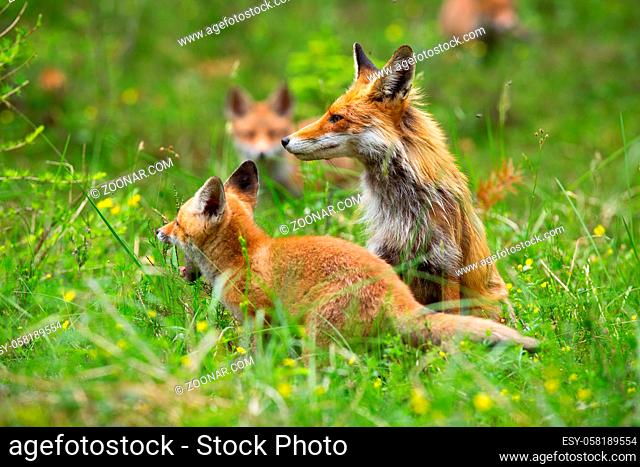 Four member family of fox, vulpes vulpes, grazing on the forest clearing. Group of foxes in the wilderness. Female fox and her little cubs on the walk