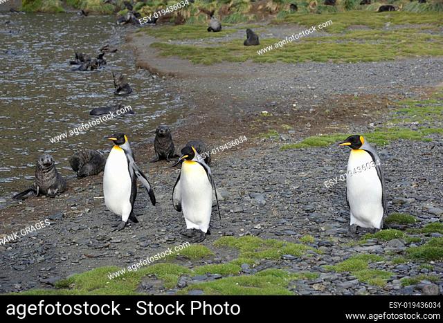 Pinguine und Pelzrobben
