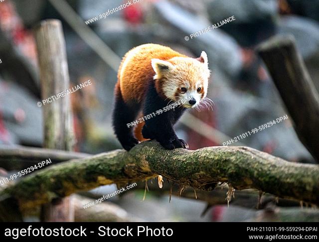 11 October 2021, Berlin: A red panda (Ailurus) walks through his enclosure at the zoo. Photo: Monika Skolimowska/dpa-Zentralbild/dpa