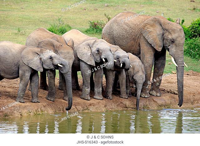African Elephant, (Loxodonta africana), herd with youngs at waterhole drinking, Addo Elephant Nationalpark, Eastern Cape, South Africa, Africa