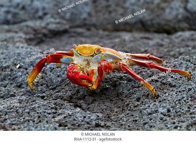 Sally lightfoot crab Grapsus grapsus, Fernandina Island, Galapagos Islands, UNESCO World Heritage Site, Ecuador, South America