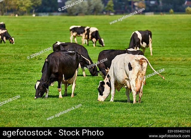 Cows grazing the fresh grass