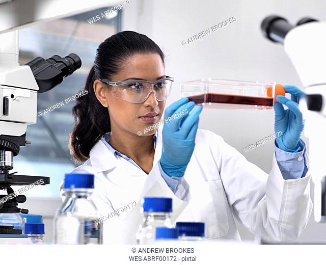 Biomedical Research, female scientist viewing stem cells developing in a culture jar during an experiment in the laboratory