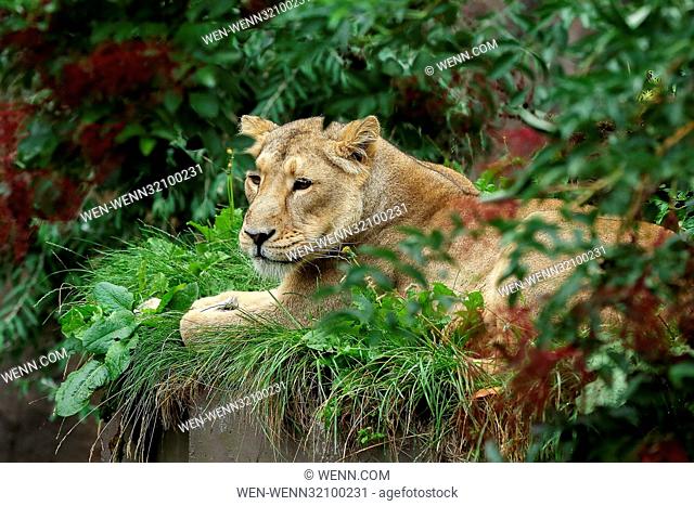 Benmo (male lion), Heidi, Indi and Rubi, the Asiatic lions at London Zoo celebrates World Lion Day (Thursday 10 August) by playing with a giant Earth boomer...