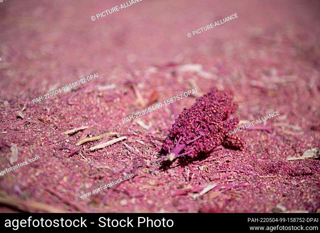 28 April 2022, Bolivia, Bella Vista: A quinoa plant lies surrounded by grains during harvest. Quinoa is considered extremely hardy and grows even under extreme...