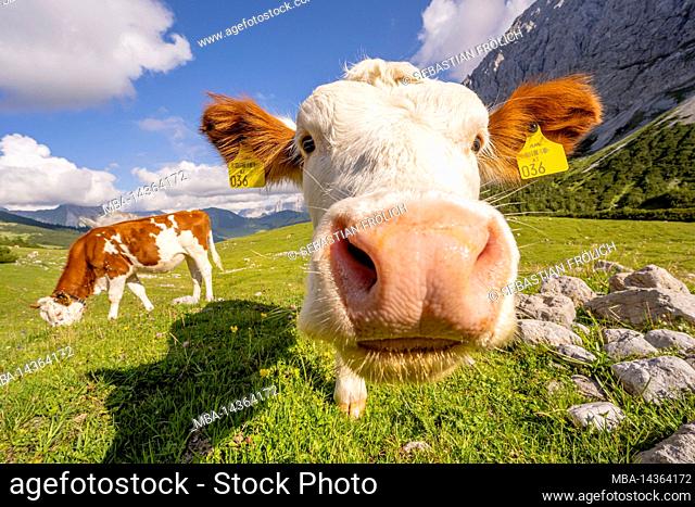 Young cow or dairy cow in portrait in Karwendel on Graslegerbichl near Karwendelhaus in Tyrol / Austria
