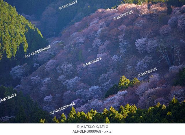 Blooming cherry blossoms at Mount Yoshino, Nara Prefecture, Japan