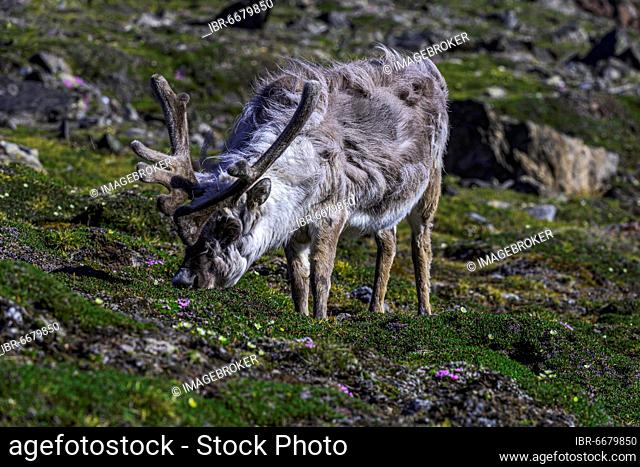 Svalbard reindeer (Rangifer tarandus platyrhynchus), Svalbard, Arctic, Norway, Europe