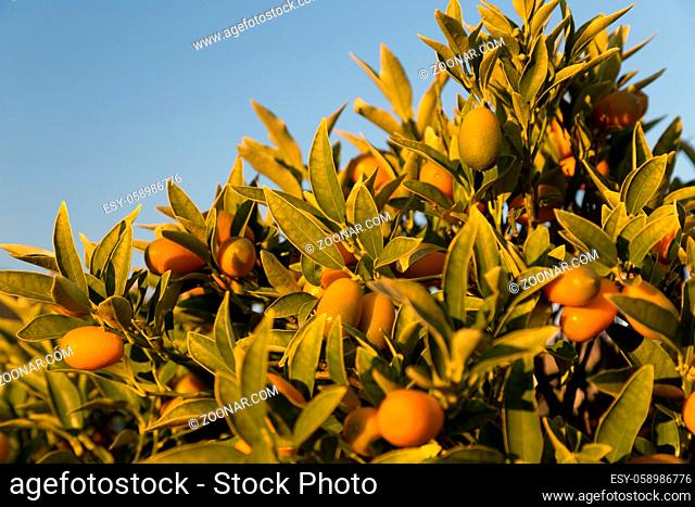 Ripe kumquats on a tree. Sunny day in Italy