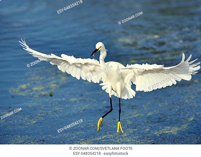 Snowy Egret with a fish in flight over lake