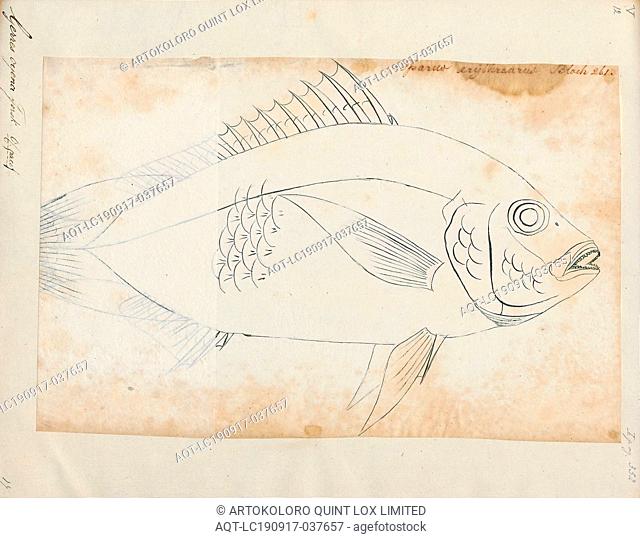 Gerres oyena, Print, The common silver-biddy (Gerres oyena) is a species of mojarra native to marine and brackish waters of coastal waters of the Indian Ocean...