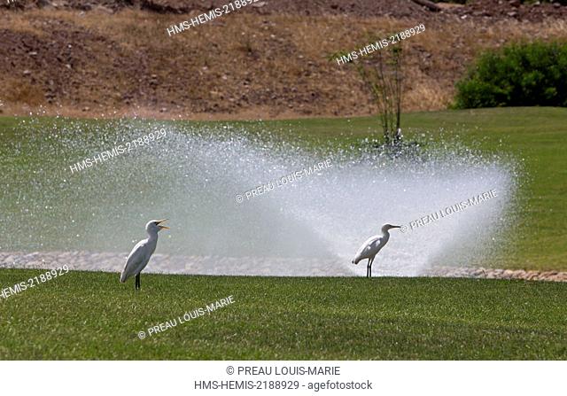 Morocco, Nador Lagoon, Western Cattle Egret (Bubulcus ibis)