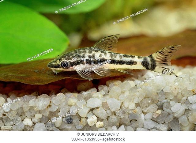 Suckermouth Catfish (Macrotocinclus) in an aquarium