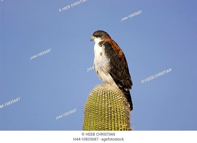 10835687, Argentina, South America, Red-backed Hawk, Buteo polyosoma, Bird of Prey, Cardon Cactus, Seelantas, Valles Calchaquies, Salta, South America, birds