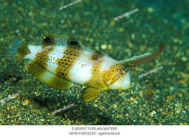 Juvenile Peacock Razorfish, Xyrichtys pavo, Lembeh Strait, Sulawesi, Indonesia