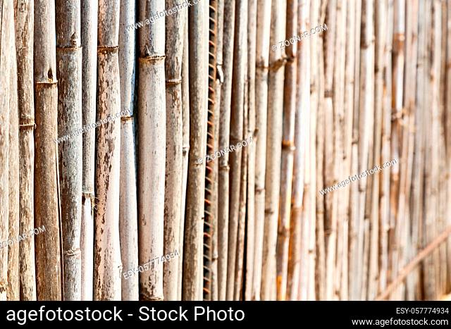 background   texture bamboo wood and plant in the abstract