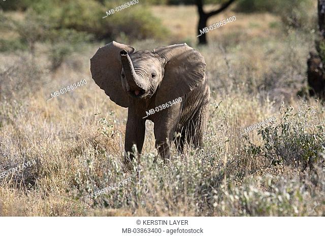 Steppe, African elephant, Loxodonta africana, young, series, excited Africa, Kenya Samburu wildlife wilderness Wildlife, animal, mammal, game-animal