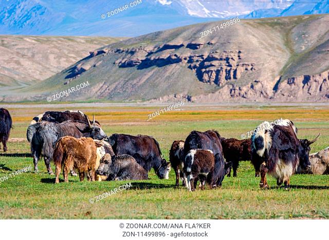 Yaks in the pasture in kyrgyz mountains, Kyrgyzstan