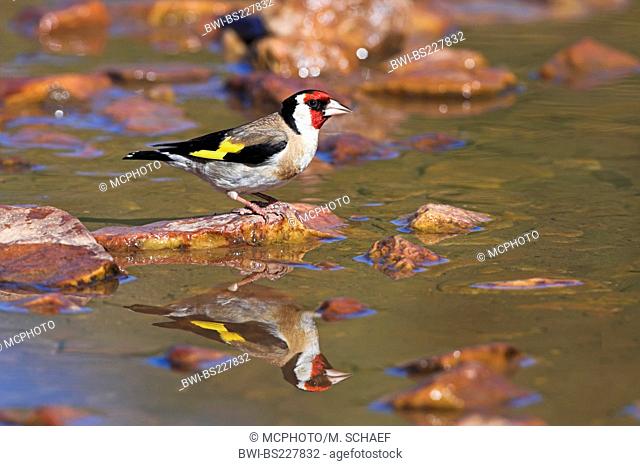 Eurasian goldfinch (Carduelis carduelis), sitting on a pebble stone in a creek, Spain, Extremadura