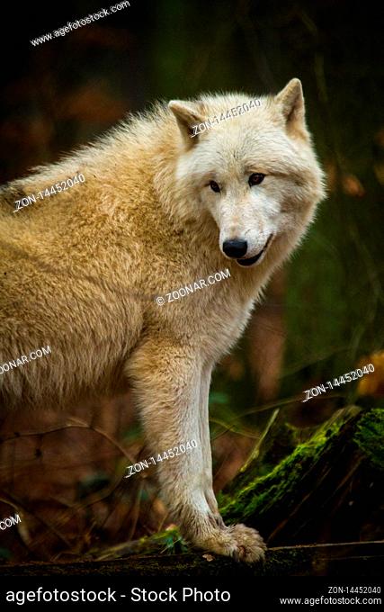 Polarwolf oder Weißwolf (Canis lupus arctos)