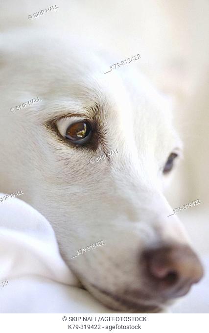 White dog's face