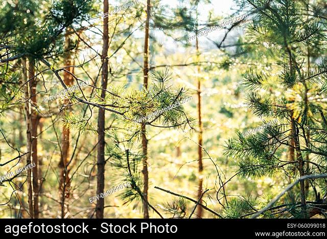 Young Spring Green Pine Needles Growing In Branch Of Forest Tree In Sunny Spring Day