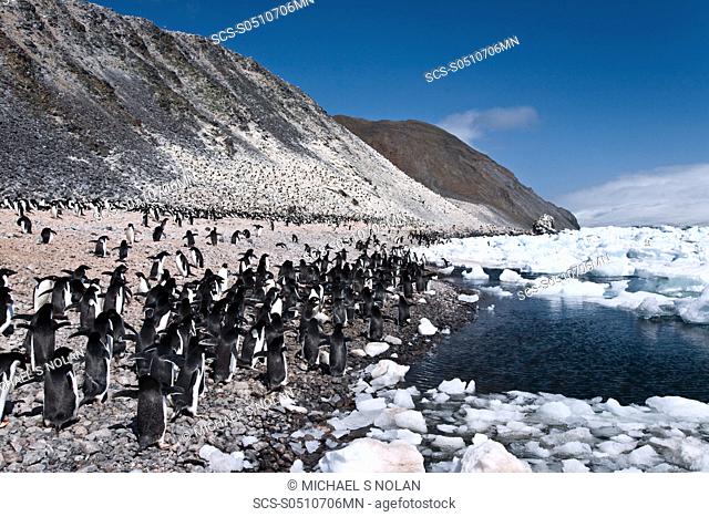 Adelie penguin Pygoscelis adeliae near the Antarctic Peninsula, Antarctica The AdÈlie Penguin is a type of penguin common along the entire Antarctic coast and...