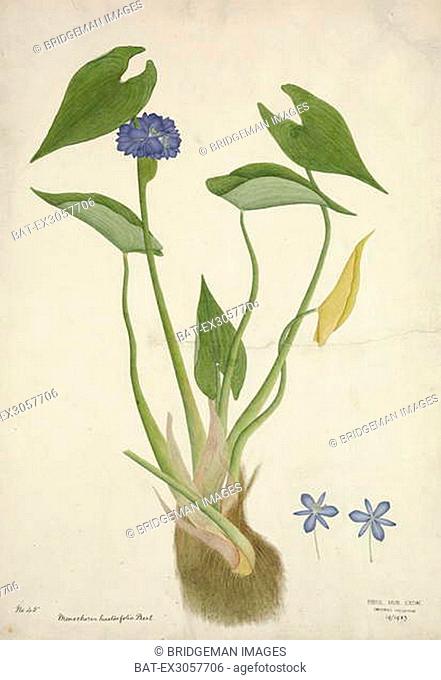 Monochoria Hastaefolia Presl, 1800-10 (w/c on paper), Indian School, (19th century) / Royal Albert Memorial Museum, Exeter, Devon