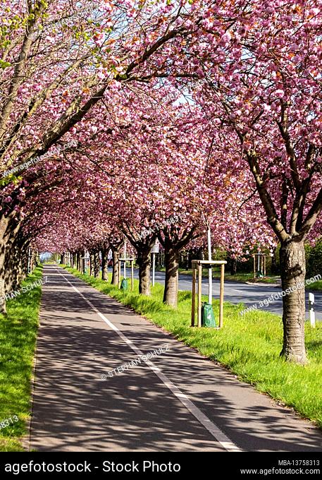 Germany, Saxony-Anhalt, Magdeburg, avenue of trees with flowering Japanese ornamental cherries