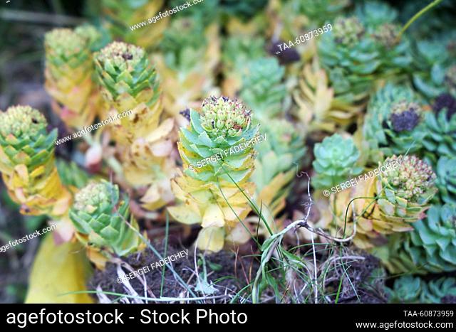 RUSSIA, SAKHALIN REGION - JULY 29, 2023: A rose root (rhodiola rosea) plant grows on Simushir Island located in the center of the Kuril Islands