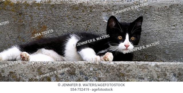 A black and white kitten on concrete steps