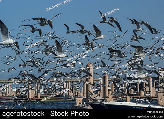 Flock of ring-billed gulls (Larus delawarensis) in flight. South Florida, U. S. A. , North America